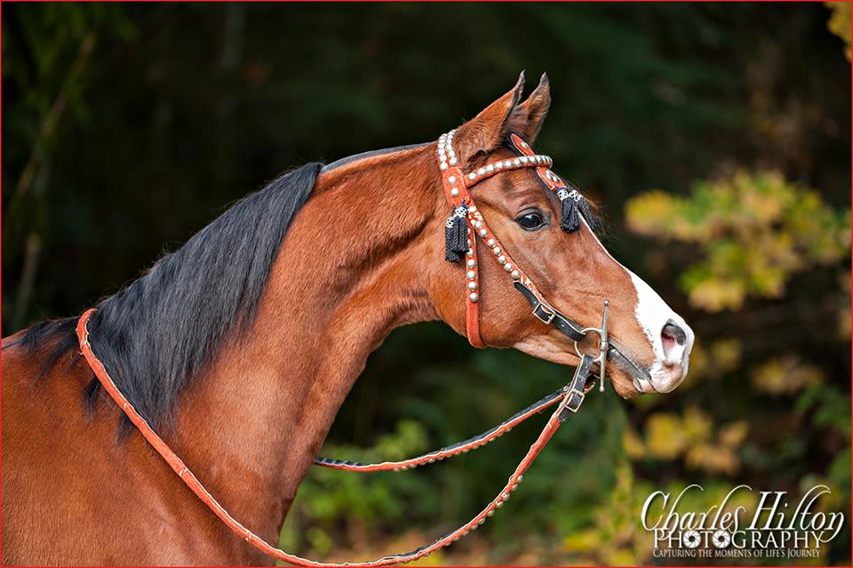 A magnificent Polish Arabian